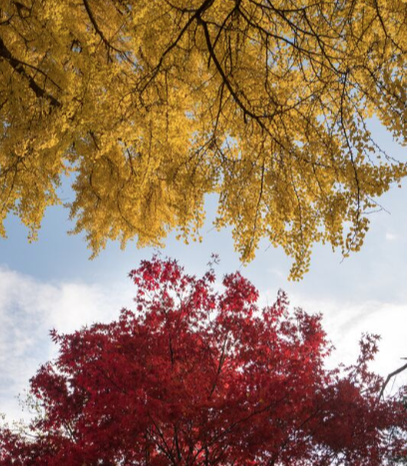 Trees with beautiful colored leaves in fall time in Arkansas.